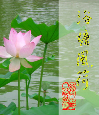 Wind Caresses Lotuses over the Bath Pond